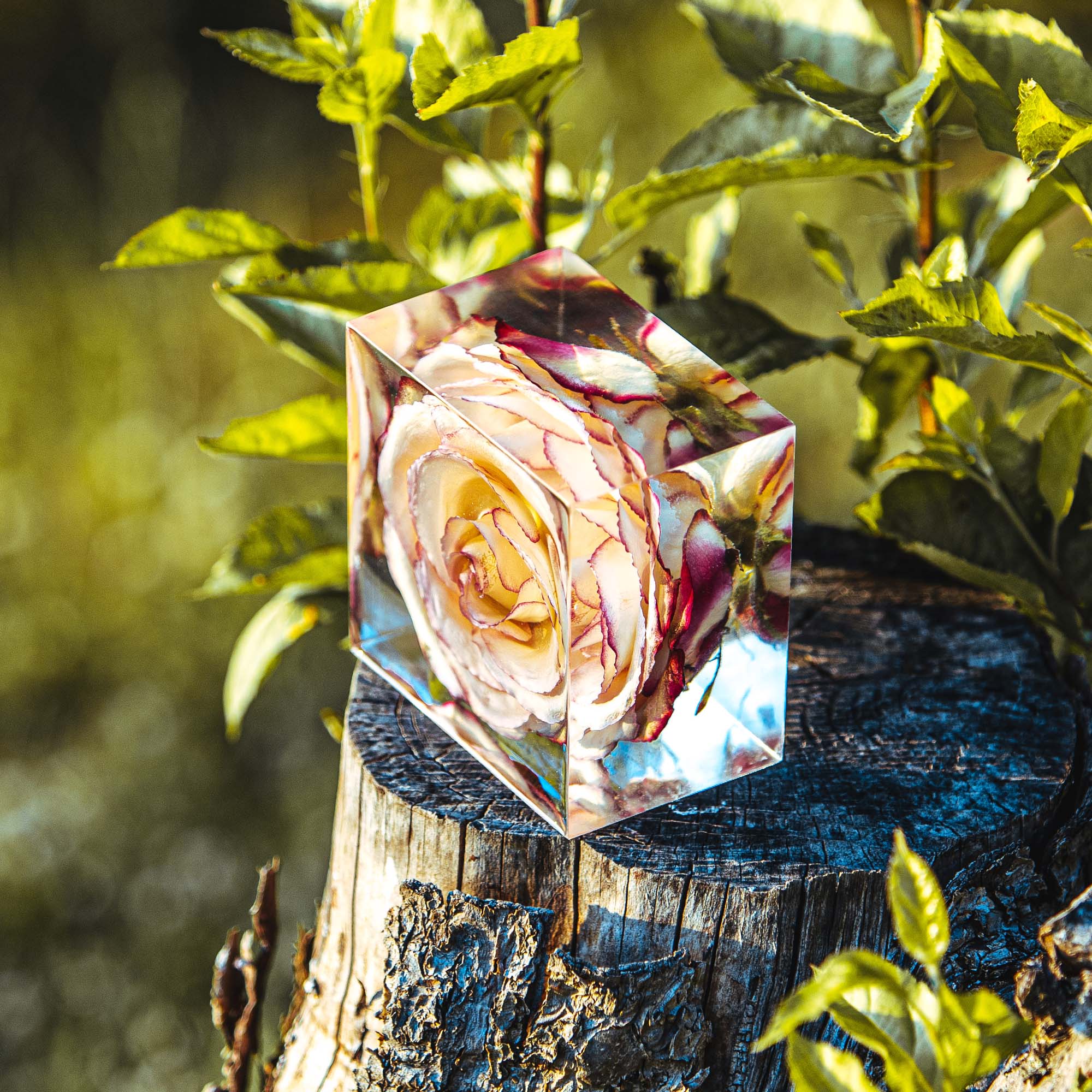 Svatebni kvet v pryskyrici